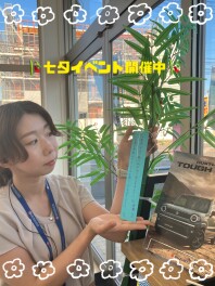 ★七夕イベント・スズキの日開催★